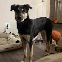 Thumbnail photo of Axl #2