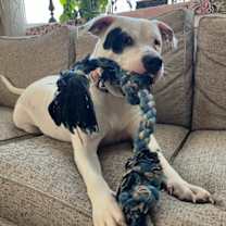 Thumbnail photo of Capone #1
