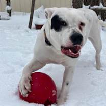 Thumbnail photo of Capone #2