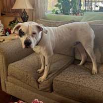 Thumbnail photo of Capone #3