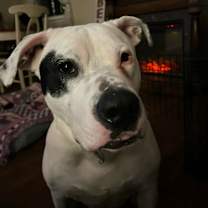 Thumbnail photo of Capone #4