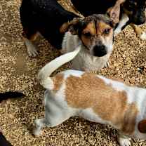 Thumbnail photo of Doxibeaglechix #1