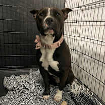 Thumbnail photo of Estrella #3