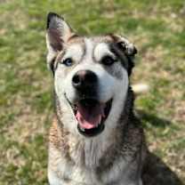 Thumbnail photo of Cody #1