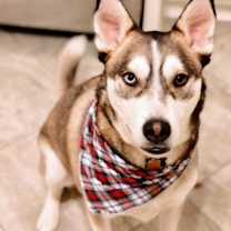Thumbnail photo of Cody #2