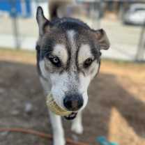 Thumbnail photo of Cody #4