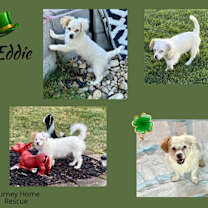 Thumbnail photo of Eddie #2