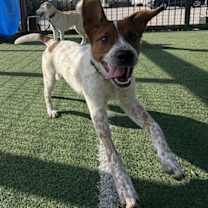 Thumbnail photo of Musketeers:  Athos #4