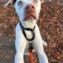 Thumbnail photo of AC - Aero #3