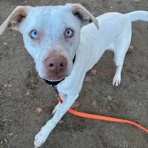 Thumbnail photo of AC - Aero #4