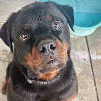 Thumbnail photo of Male #1