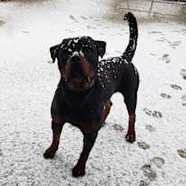 Thumbnail photo of Male #2