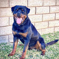 Thumbnail photo of Male #4