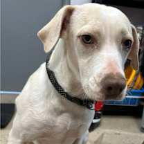 Thumbnail photo of Champagne #2