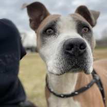 Thumbnail photo of Polo #2