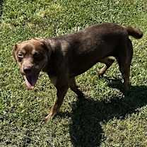 Thumbnail photo of Azelea #1