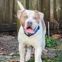 Thumbnail photo of Tyson #1