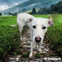 Thumbnail photo of Ghost #2