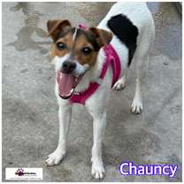 Thumbnail photo of Chauncy #1