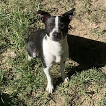 Thumbnail photo of Bengee #4