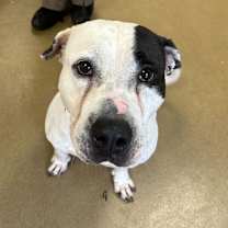 Thumbnail photo of Monique #2