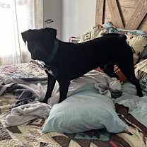 Thumbnail photo of Onyx #2