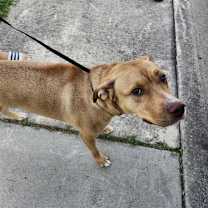 Thumbnail photo of Honey #2