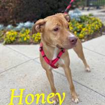 Thumbnail photo of Honey #3