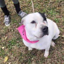 Thumbnail photo of Monique #4