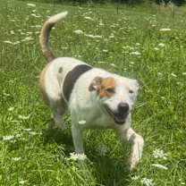 Thumbnail photo of Aspen #1