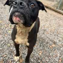 Thumbnail photo of Rocko #2