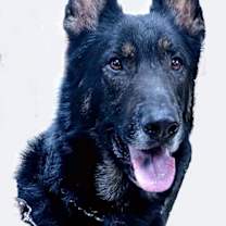 Thumbnail photo of ANDY #2