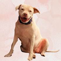 adopt-pet