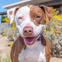 Thumbnail photo of Piper #1