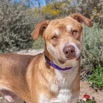 Thumbnail photo of Reptar #1