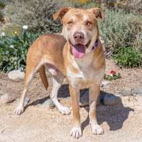 Thumbnail photo of Reptar #2