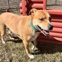 Thumbnail photo of Anglican #2