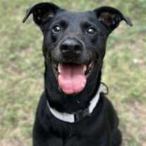 Thumbnail photo of Ziggy #3