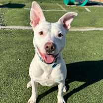 Thumbnail photo of Hank #2 (videos on request) #1