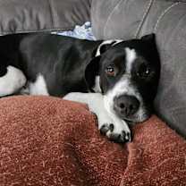 Thumbnail photo of Badger #2