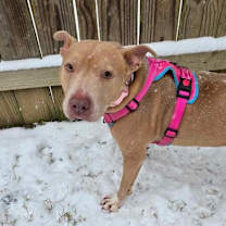 Thumbnail photo of Scarlett #1