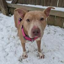 Thumbnail photo of Scarlett #3