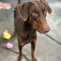 Thumbnail photo of Rocky #4