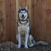 adopt-pet