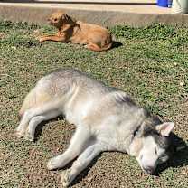 Thumbnail photo of Cerberus #3