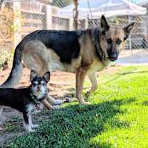 Thumbnail photo of Brother Bear #4