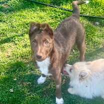 Thumbnail photo of Koca #1