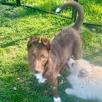 Thumbnail photo of Koca #2