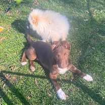 Thumbnail photo of Koca #3