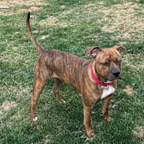 Thumbnail photo of JT  (Clover of Violet’s Flowers) #2